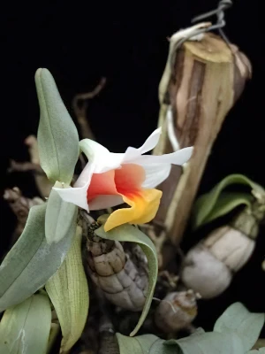 Image de Dendrobium bellatulum 2